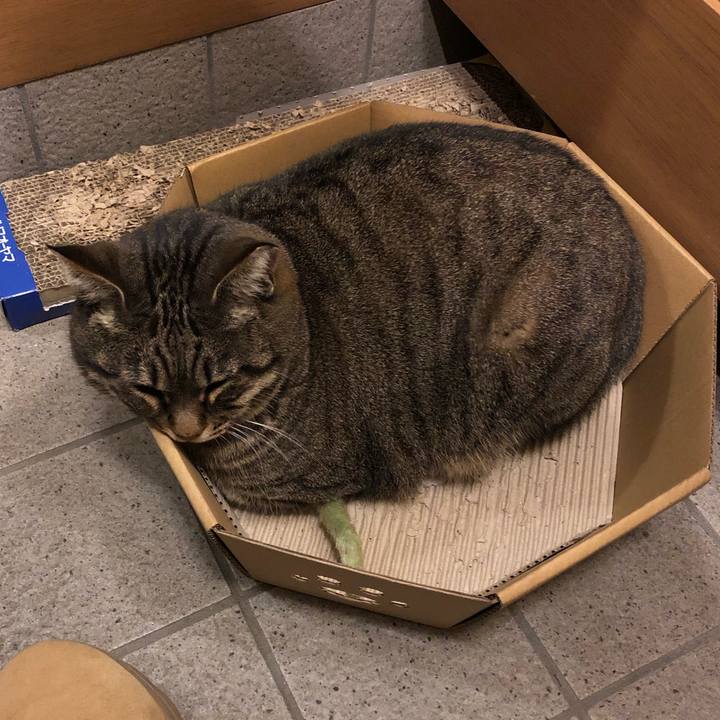 73e96337 88a3 4c6d 881a a3ecf15ac6c0 1544087969054