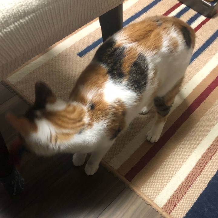 73eb470d ac05 4001 bcad fdbef3caa2be 1589204432498