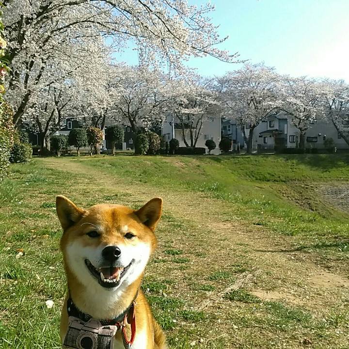 73eb9ecf c569 4d83 95a2 cc49e2d41bc0 1554451419598