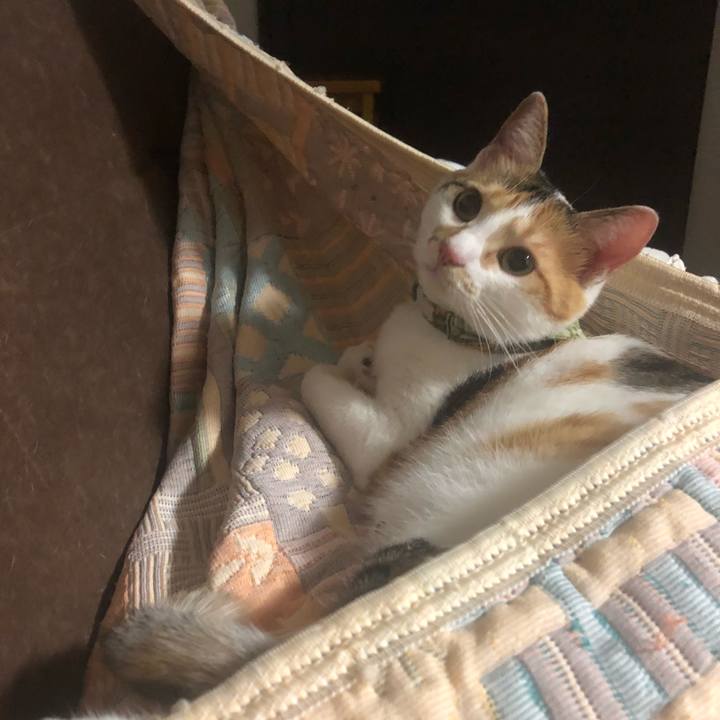 73f068f8 3219 4258 b82f 0d79bf10982a 1597750573383