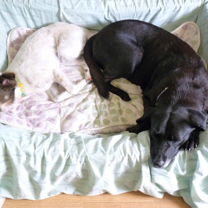 73f50c18 64ed 43f0 9a4b 0b4b7a653daa 1531021077804