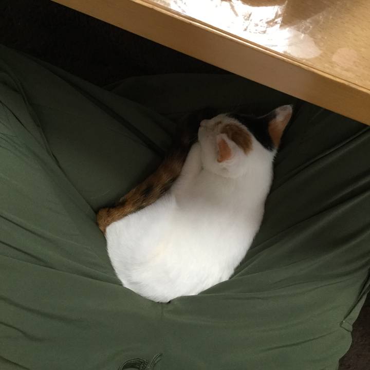 73f85904 c50e 4ae8 b242 cf9b80e7f639 1541993074802