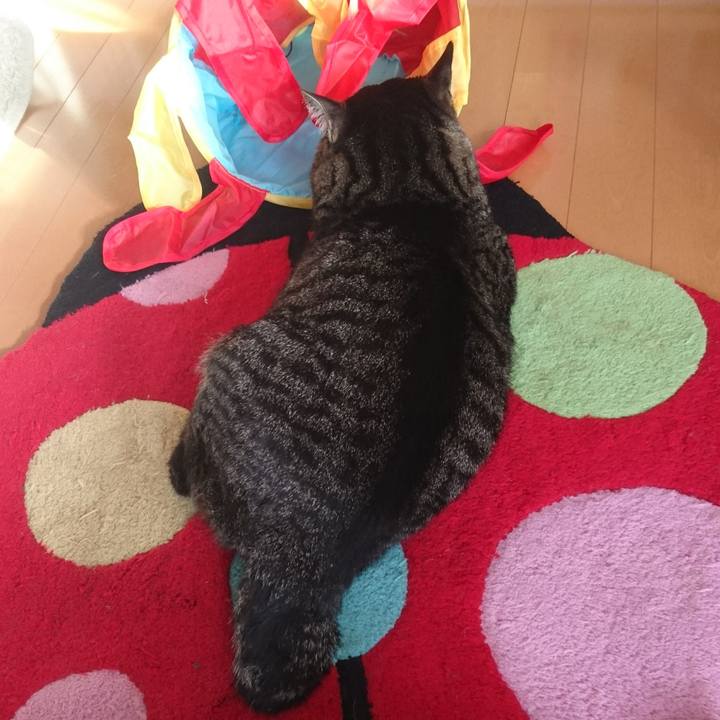 73f8f7c2 29e4 4207 a26f 465968642bdf 1516424636870