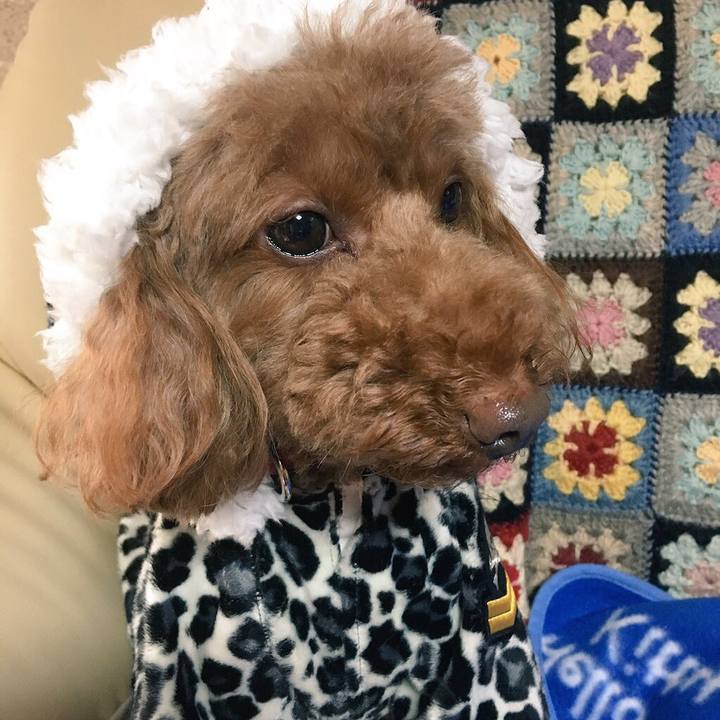 73fd9063 8218 425b 9f6e a822d83d3add 1513828273800