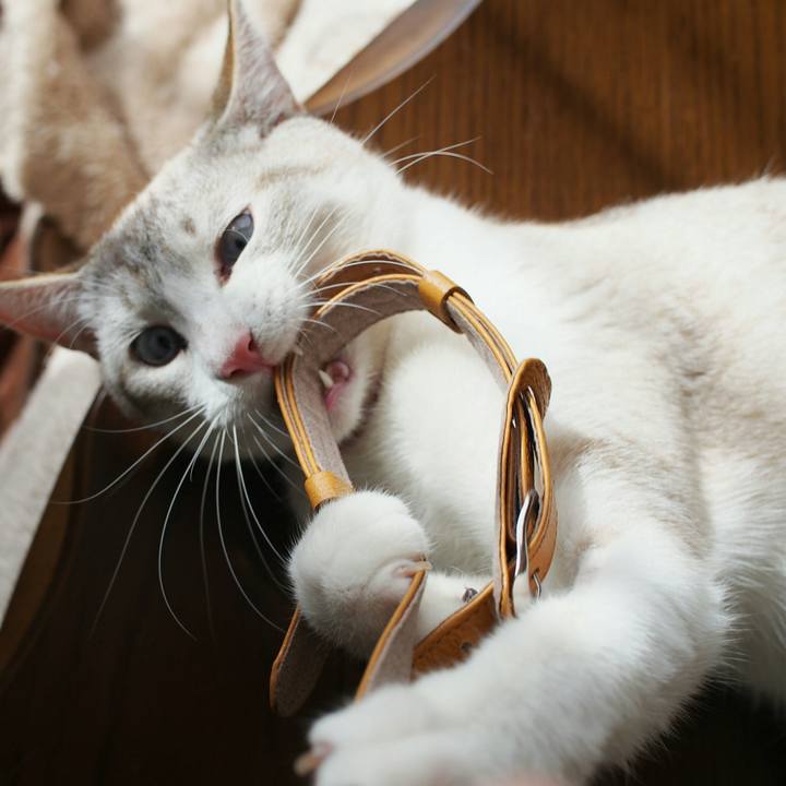 73fde3a1 f2ba 41cc 9ec0 000c59305a9a 1520667456849