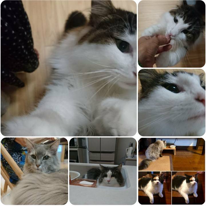 73fe77c2 8768 4d76 a65f 1832ddab5f9d 1567069671472