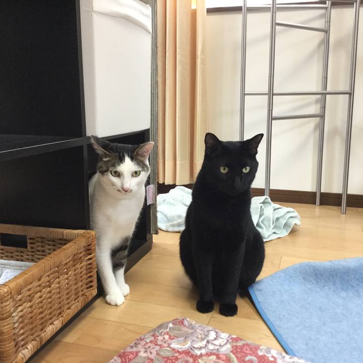 73fec0f6 da8c 44db b9c2 e6937a20215d 1529120264575