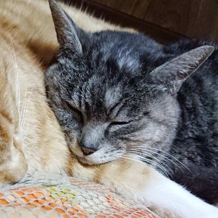 73ff385c e97e 4654 ad68 ffa4b83a9e73 1584622298533