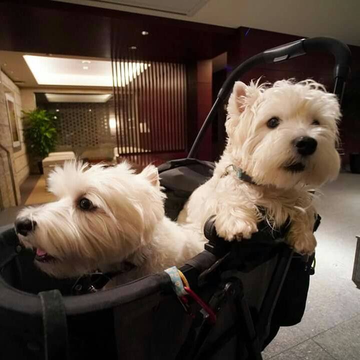 7400f181 1453 4073 baa7 e264999dcd43 1512866098535