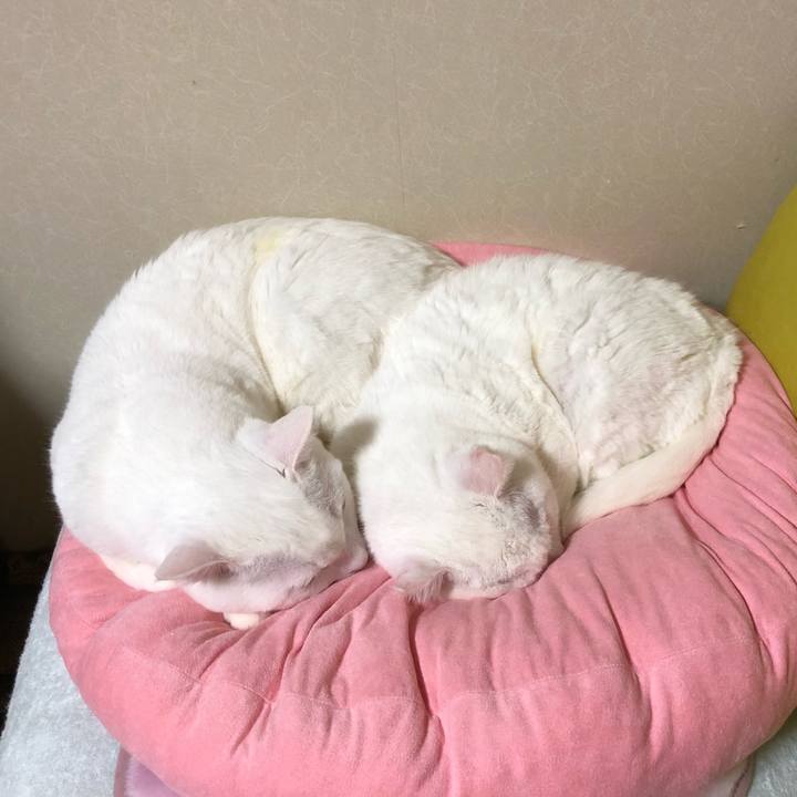 7403f8cd 07a7 47fc bd95 45bfa7ce6e99 1573295245734