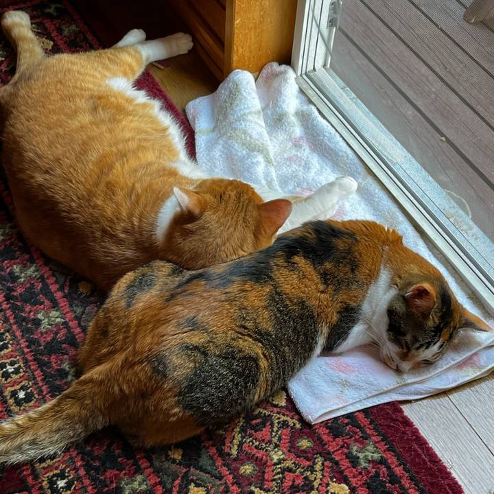 74041dae 9034 490f 85d4 70f5e2984d30 1721537074494