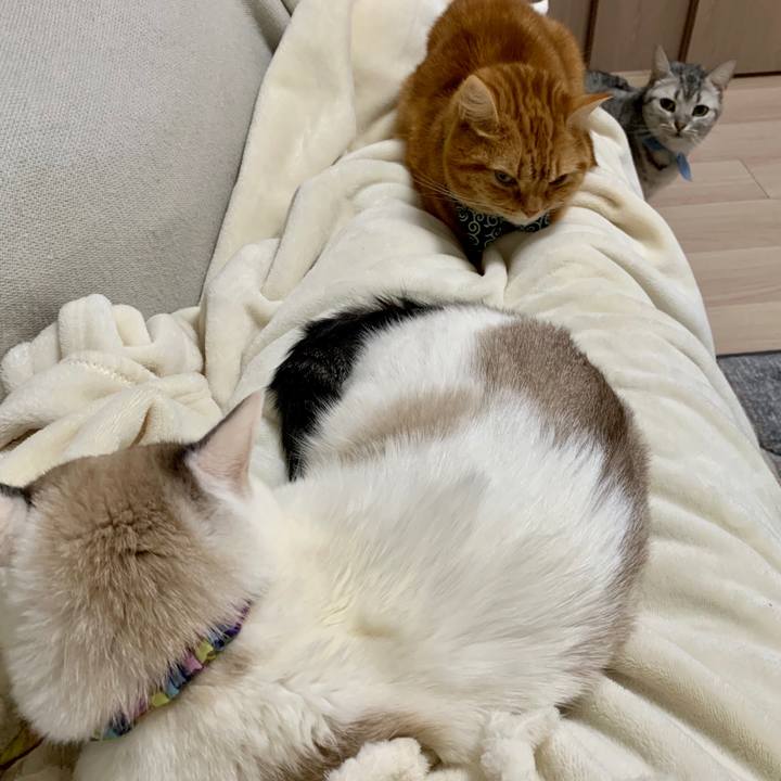 7405ed5c 47b1 4ef1 bdf8 63acfd99d446 1573881411325