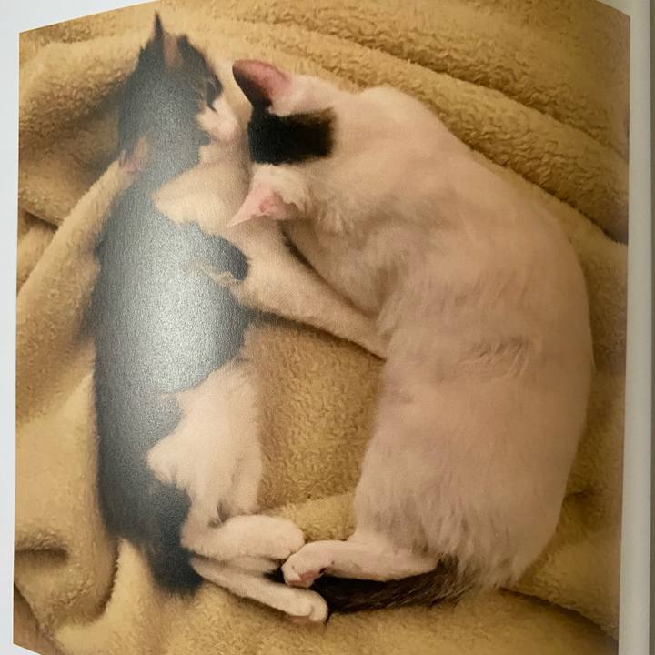 7406ee9f c632 479d a0f2 52e2c3bec938 1665090935135