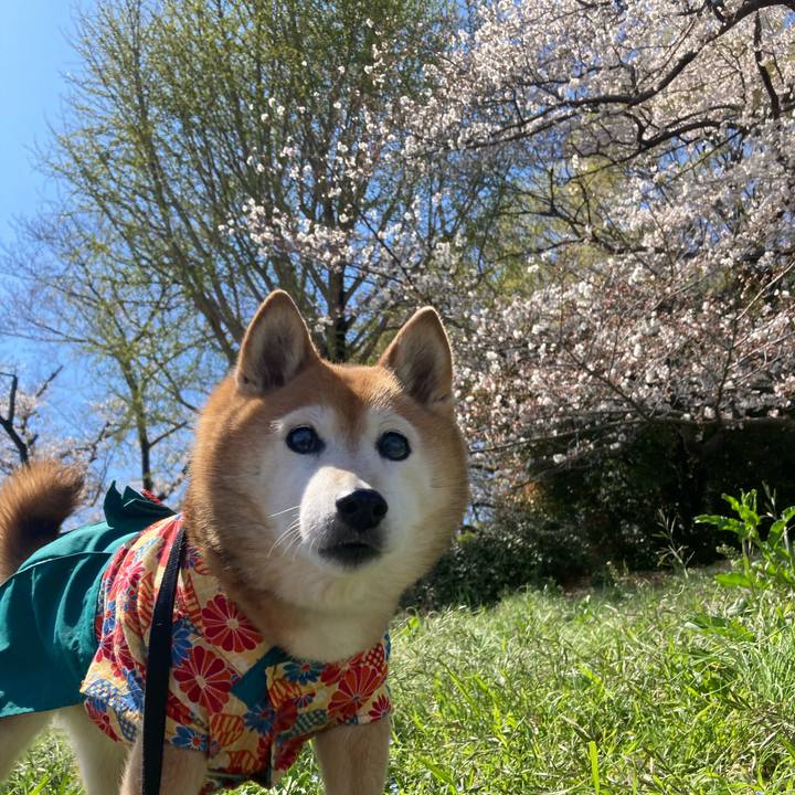 7408f3af fc17 4075 be1f bd362a7f8315 1743754612192