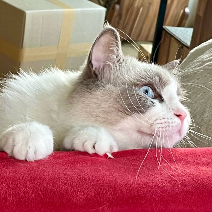 740a6336 6518 4c1d 81a4 3e302e927587 1637807347810