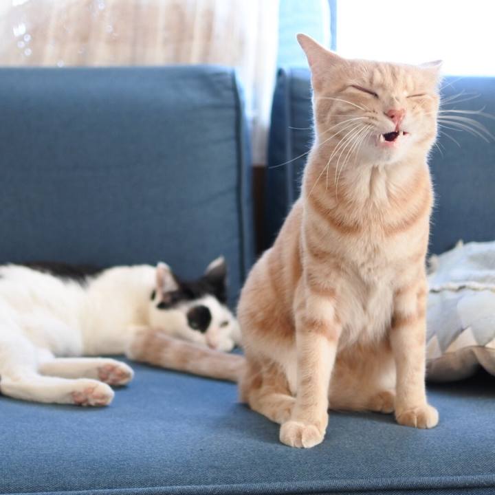 74135680 c0f4 4c0d ae66 9bcf9f8e1883 1568870886615