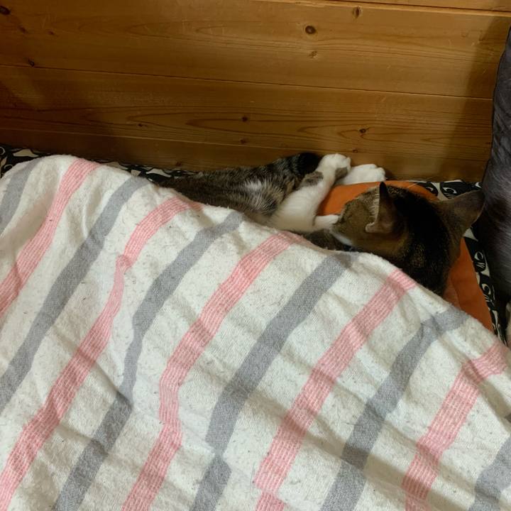 74173d66 c2a0 44c9 adda d3d918051729 1573624264408