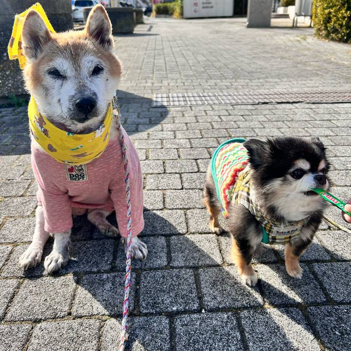 74182604 786b 488a abaf 6ed2bf2885cb 1766038550554