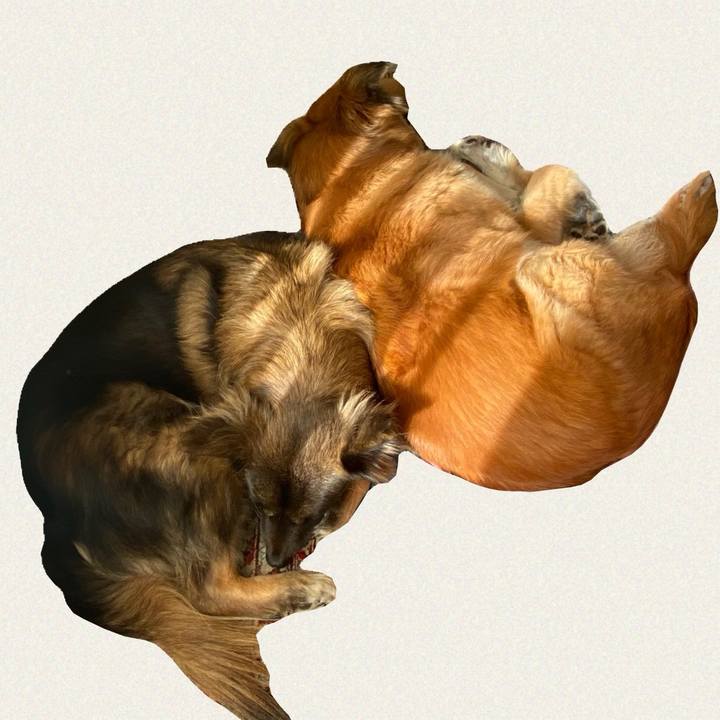 74197e35 328b 4a8a 91b6 76e64c5b5be2 1737335284646