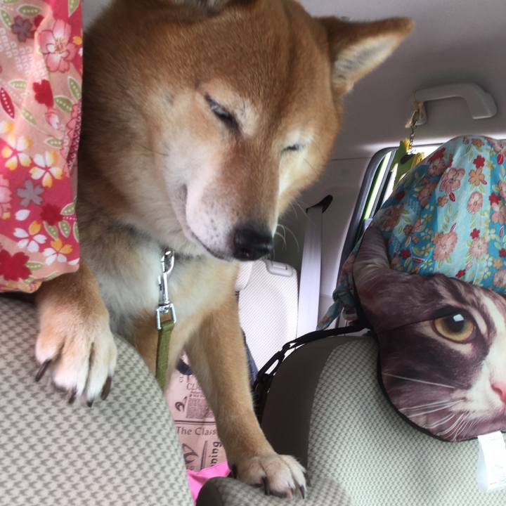 741af8aa d241 4349 884e 5d4cba4d1e6c 1559106040739