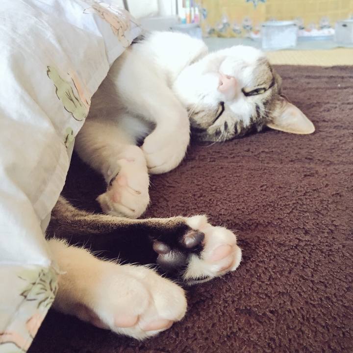 741bac2d aaa7 497d 84b4 cc1c717610b7 1522396609179