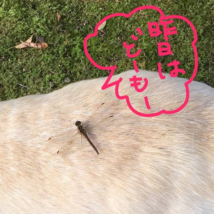 741c095f d455 4809 9257 bf49417f01da 1509502736978