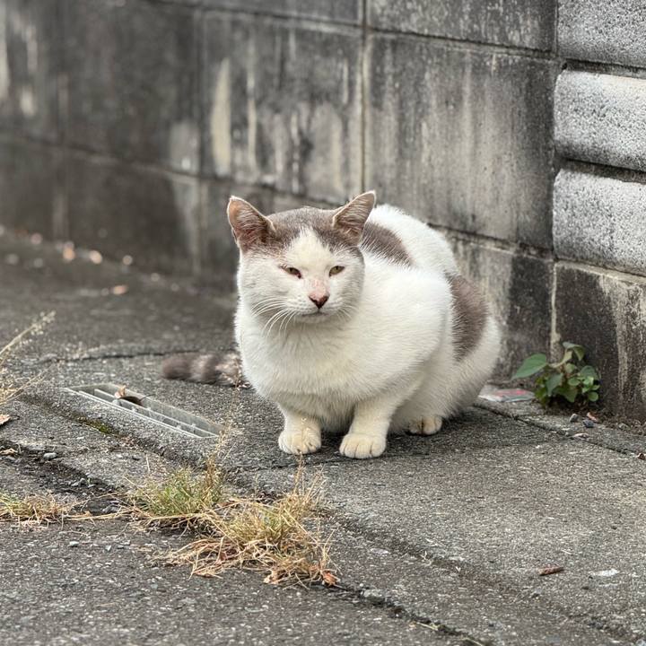 741e958a ecd5 4392 a26c 6c5f0332bd9e 1759717546017