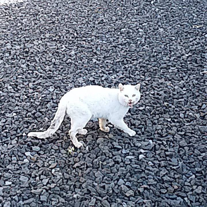 742010a3 cd8d 468d 8c79 7a21d676405d 1514649113917