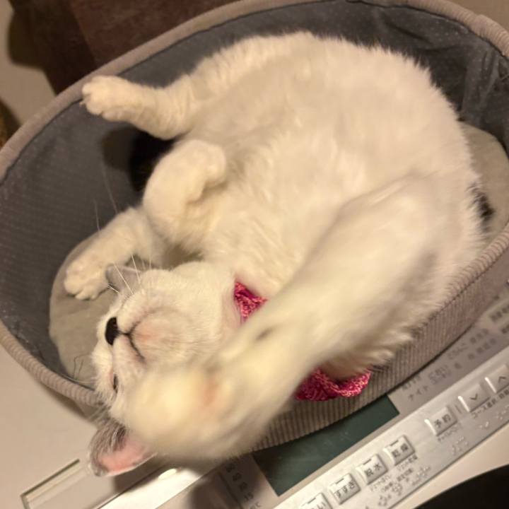 742158eb 38ba 41d0 82bd c85fe7b2d705 1769140739944