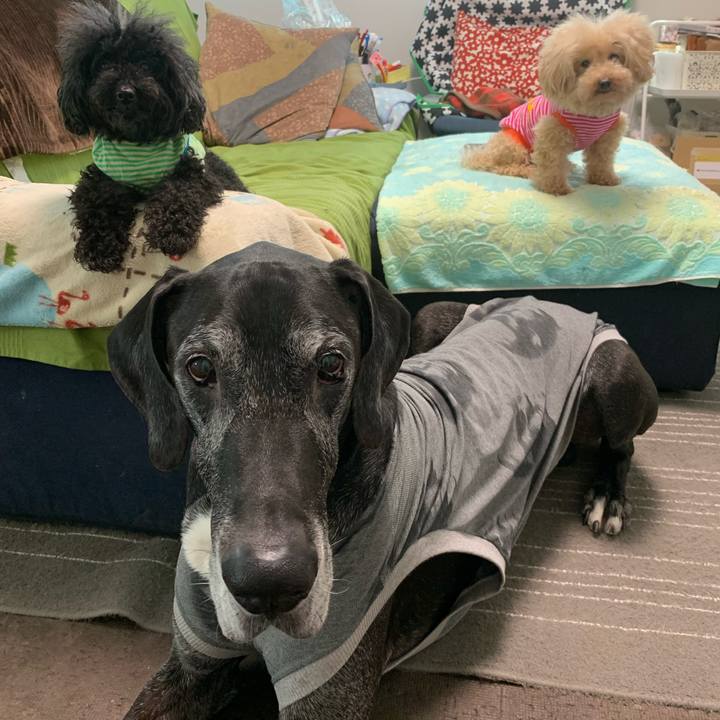 74233b0a d991 4658 907c b4e8e748acb5 1589495900676