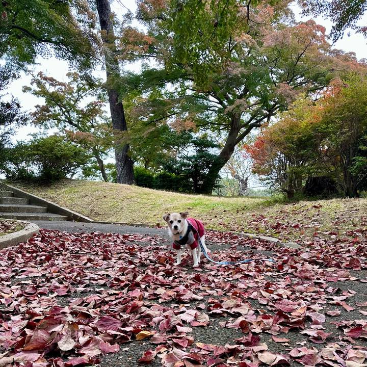 742634c3 cdbb 4843 bf48 e97ec985218f 1762335910336