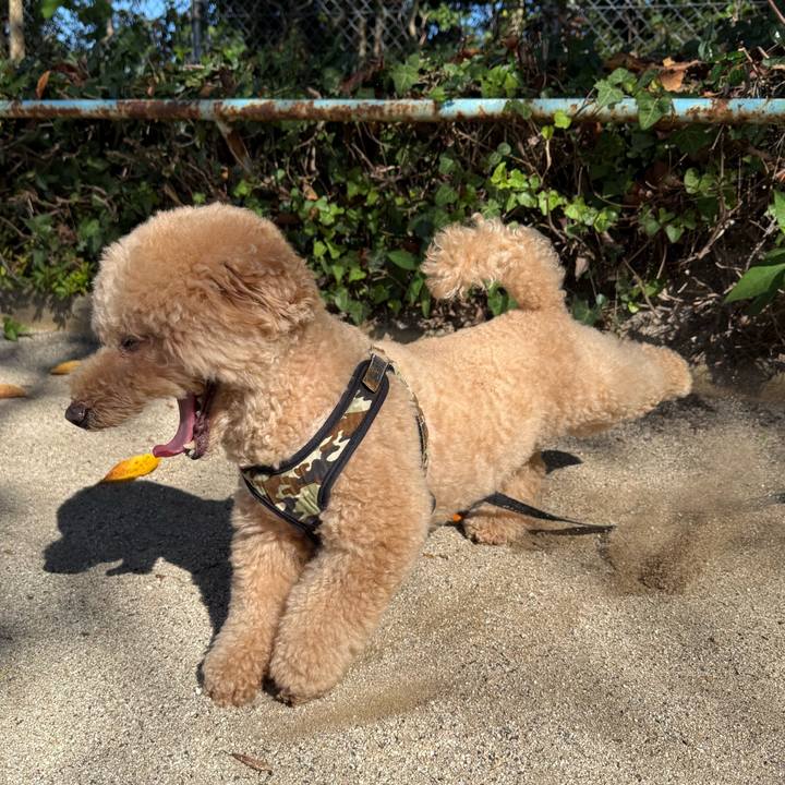 742961b1 2a21 4b73 9493 6519f9d78843 1761867203907