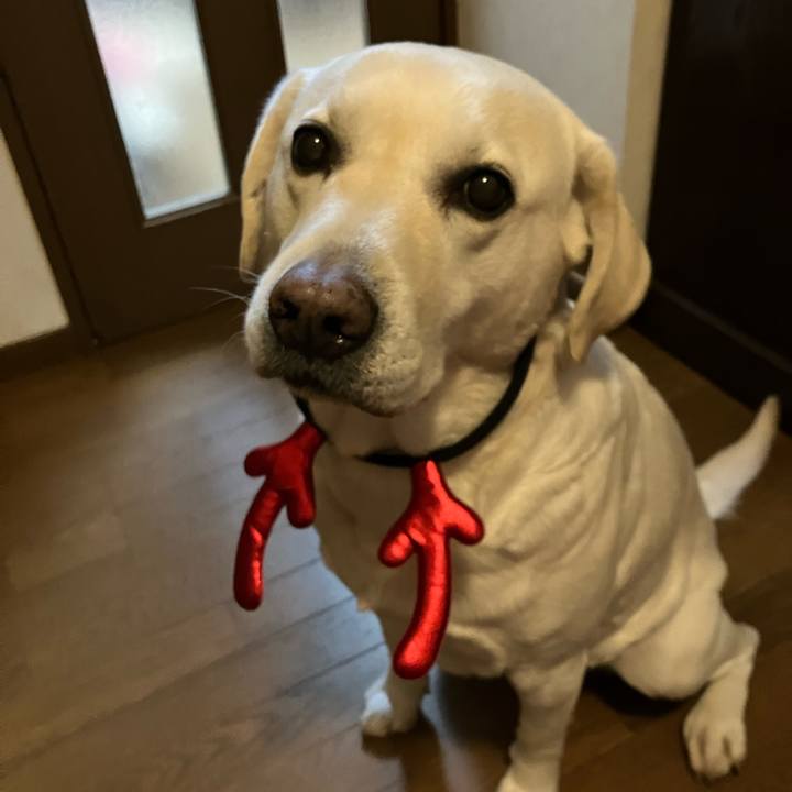 742e5a2a 35de 4fff bfc5 05e0d245b5a7 1671893649646