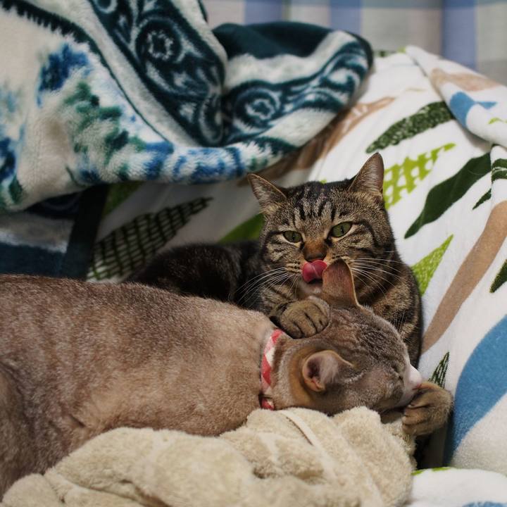 74304bab 8c59 436f 9a1b 9c9a046b02a1 1586091333755