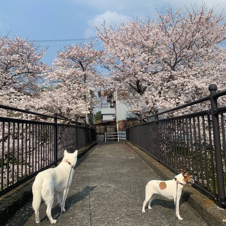 743101a5 6c4d 4080 a77e 801aae61f4cf 1554512335256