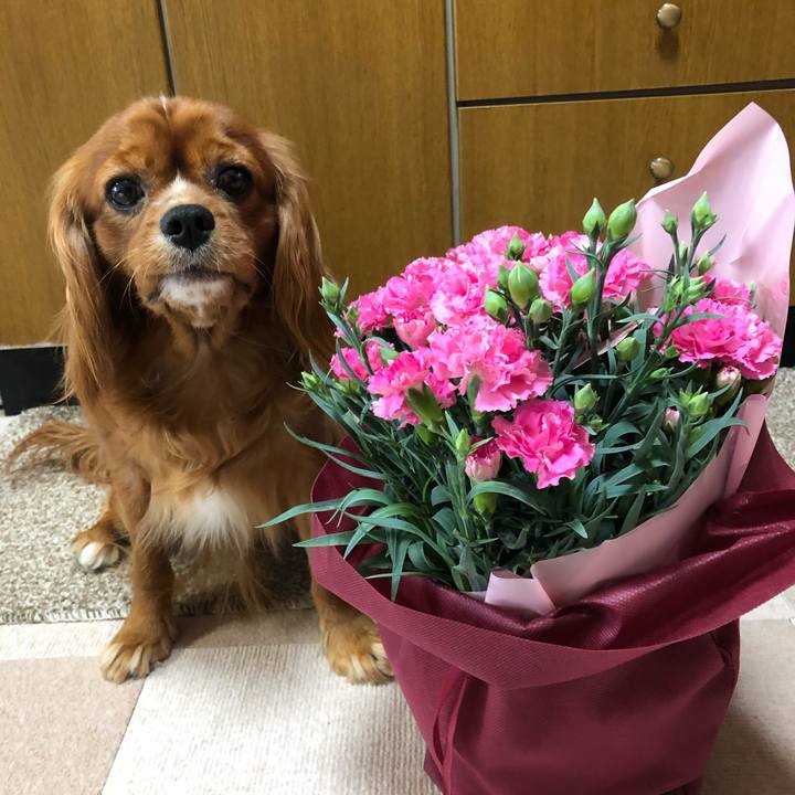 743534dd 84f4 4ecf bc2f 94775d55650d 1557751964068