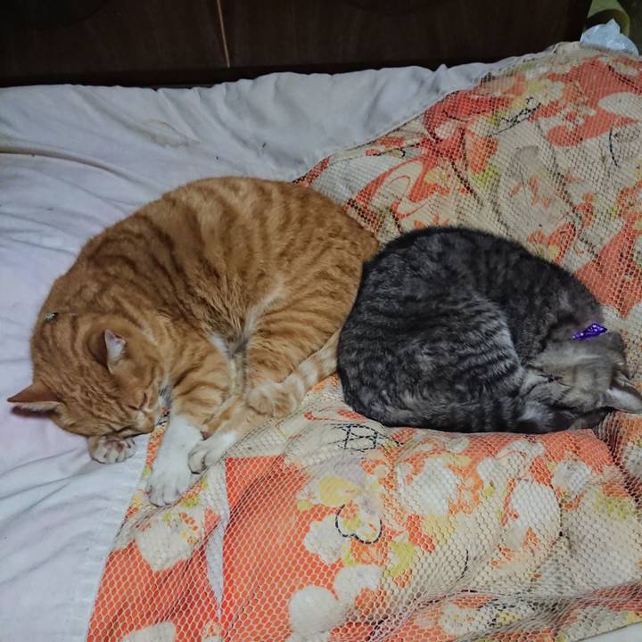 74372058 33b3 4e3d a9cf 29ea2b8caa61 1581510480145