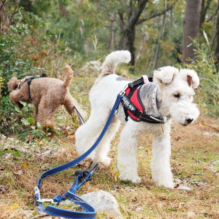 74384e54 410a 4575 a112 65c7bccf177a 1542105037693