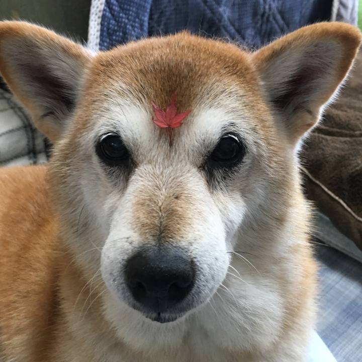 743db101 e12e 41ea 92f0 51877f84ecd8 1509581685289