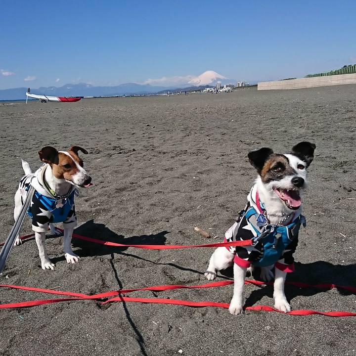 744164b5 061a 4f2c 8d1a f20949dddafc 1553392255467