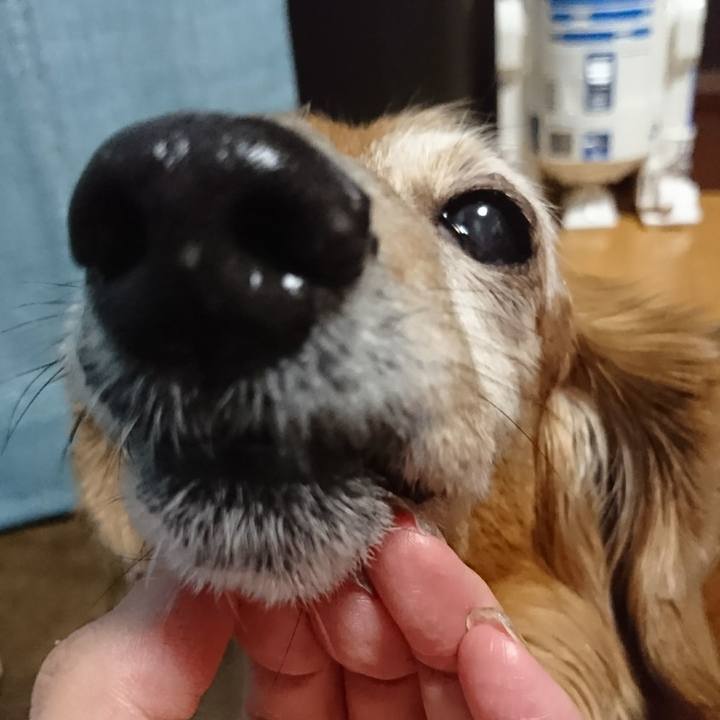 7441a70b 74e8 4eed bd46 408e63b96556 1508928281638