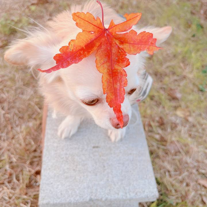 74429ff8 415f 4d03 8b86 4e2574283889 1670838290869