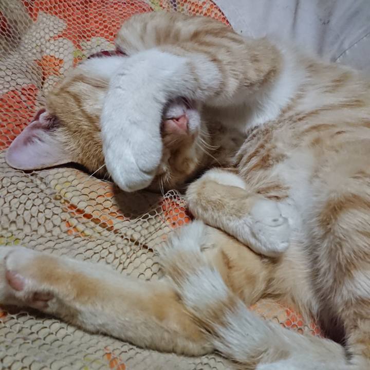 7442c82e 11fd 4d4d 8794 00b48ea5a7fd 1562506983348