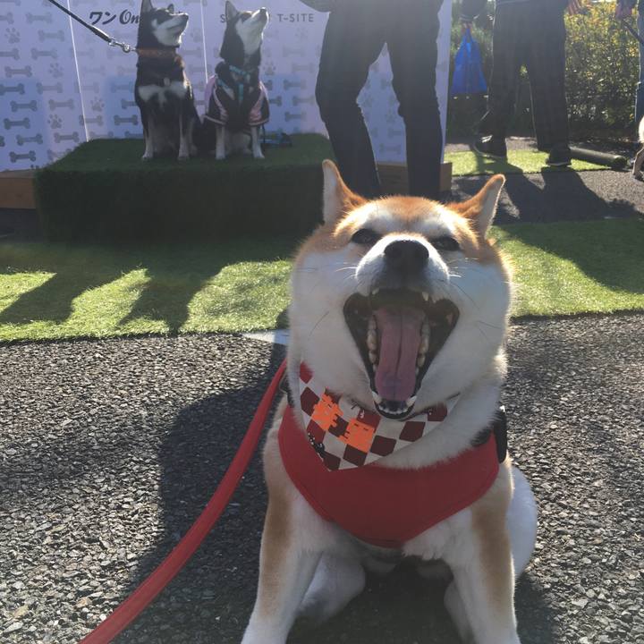 7443360a e6a9 447c b25b 686c998cfd22 1575195356683