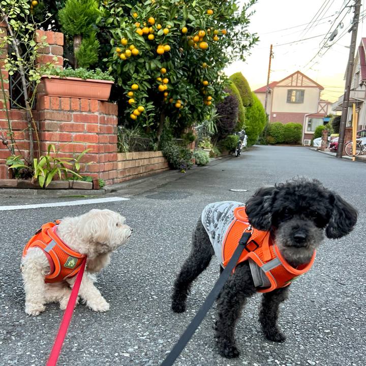 74447547 bc2d 4325 adda 298b40303c1b 1761985011114