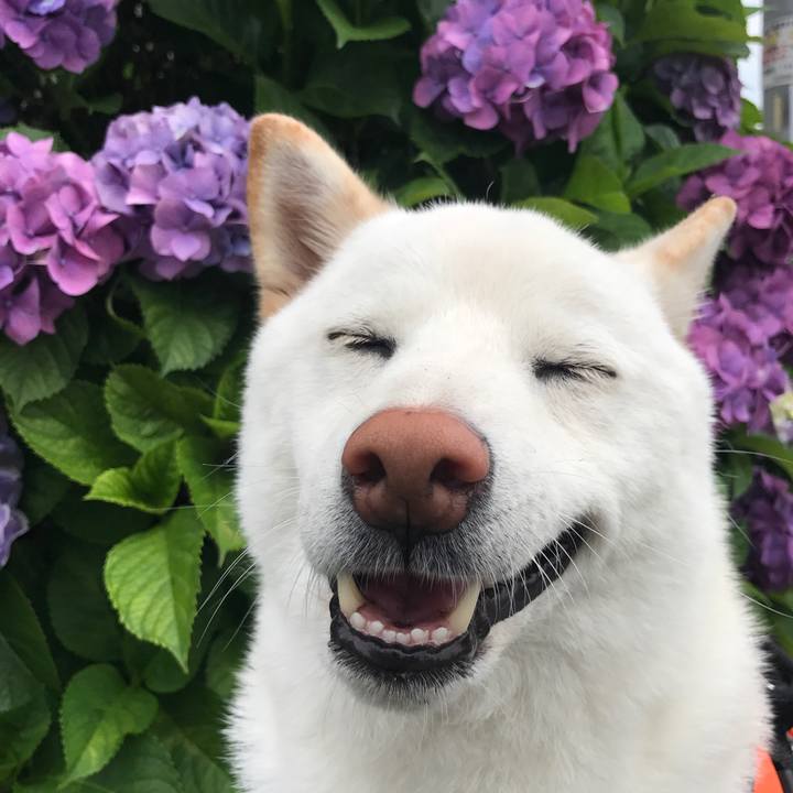 7448aabb 5ad8 4ea4 9d91 927d0fe2ce42 1527552636036