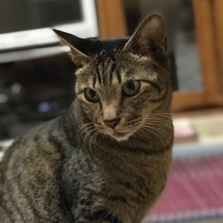 74494a9d 800d 4306 ab28 017b886a6edf 1509500332418