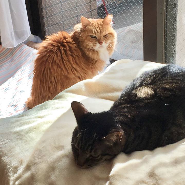 744e8803 d8fc 454c 8d38 f7f65802ce37 1515040917285