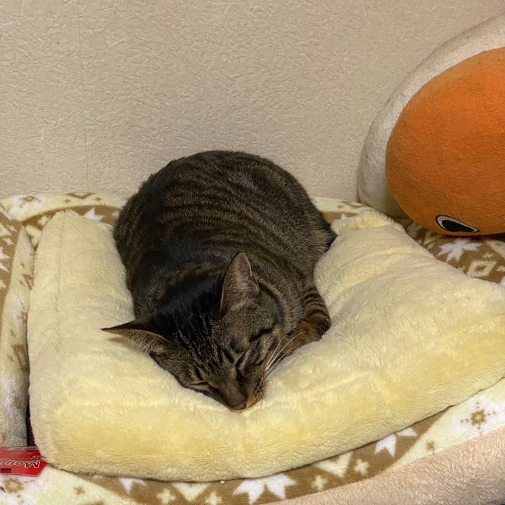 744ec7e0 504d 4d42 91a7 2836244a5071 1582419651089