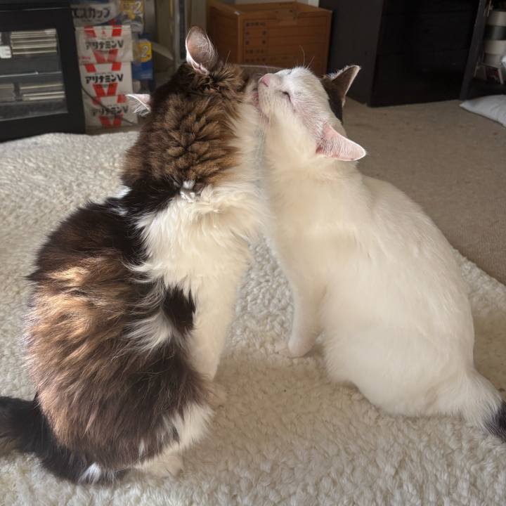 74503635 8de9 4a71 af13 91310a0698ef 1768004035665